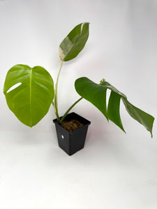 Monstera Deliciosa Albo Variegated D