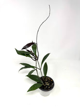 Load image into Gallery viewer, Hoya Pubicalyx