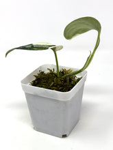Load image into Gallery viewer, Scindapsus Mayari Variegated B