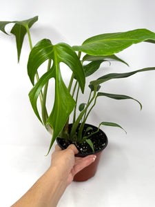 Monstera Burle Marx Flame (large size)