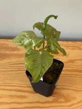 Load image into Gallery viewer, 285. Syngonium Podophyllum Milk Confetti