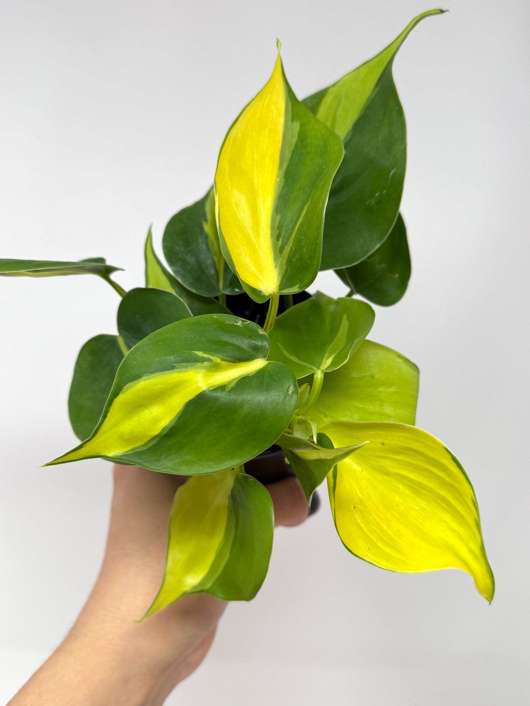Philodendron Brazil