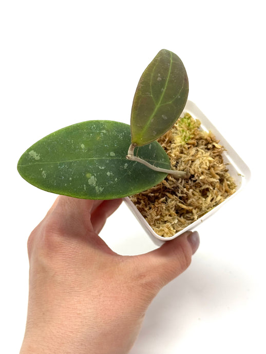 Hoya Rintzii (Borneo)