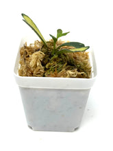 Load image into Gallery viewer, Hoya Manipurensis Variegated D