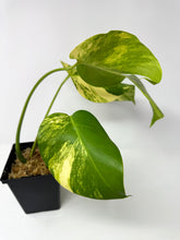 Load image into Gallery viewer, Monstera Deliciosa Aurea Variegated A