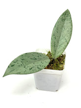 Load image into Gallery viewer, Hoya Pubicalyx Pink Silver Ghost D