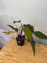 Load image into Gallery viewer, 120. Philodendron Strawberry Shake