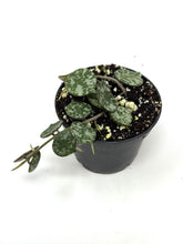 Load image into Gallery viewer, Hoya Curtisii