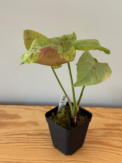 284. Syngonium Podophyllum Milk Confetti