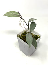 Load image into Gallery viewer, Hoya Wilbur Graves Silver B