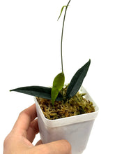 Load image into Gallery viewer, Hoya Paradisea (IM04)