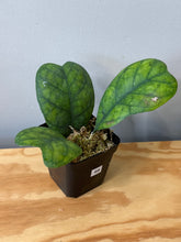 Load image into Gallery viewer, 68. Hoya Deykeae