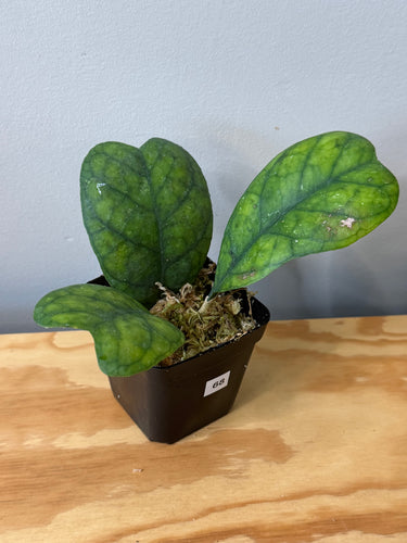 68. Hoya Deykeae