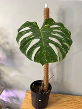 Load image into Gallery viewer, 185. Monstera Thai Constellation