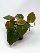 Load image into Gallery viewer, Philodendron Hederaceum ‘Micans’