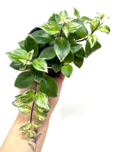 Load image into Gallery viewer, Aeschynanthus Radicans Variegated