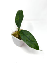 Load image into Gallery viewer, Hoya Narcissiflora