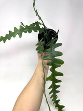 Load image into Gallery viewer, Epiphyllum Anguliger ‘Fishbone Cactus’ (Ships within Canada only)