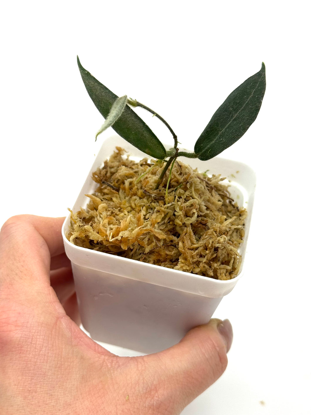 Hoya Hypolasia – Planthaven Toronto