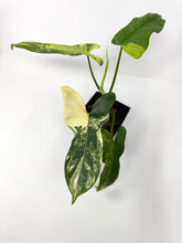 Load image into Gallery viewer, Philodendron Bipennifolium Violin Variegated D