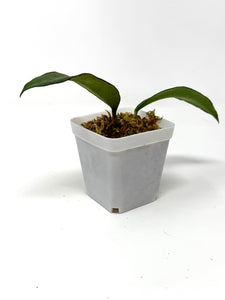 Hoya Kloppenburgii