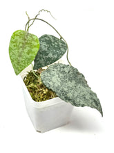 Load image into Gallery viewer, Hoya Caudata Silver Ghost