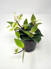 Load image into Gallery viewer, Aeschynanthus Radicans Variegated
