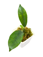 Load image into Gallery viewer, Hoya Albiflora