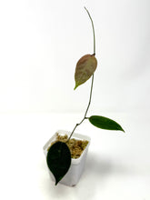 Load image into Gallery viewer, Hoya Piestolepis