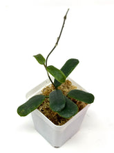 Load image into Gallery viewer, Hoya Rotundiflora