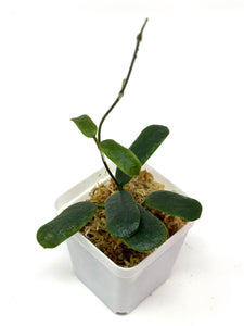 Hoya Rotundiflora