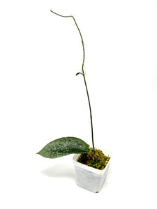 Hoya Glabra Silver E