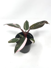 Load image into Gallery viewer, Philodendron Pink Princess (high variegation)
