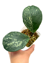 Load image into Gallery viewer, Hoya Obovata Splash