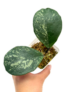 Hoya Obovata Splash