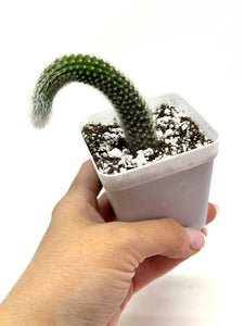 Cleistocactus Colademononis “Monkey Tail Cactus” (Long hair variant) - Ships within Canada only