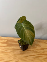 Load image into Gallery viewer, 91. Philodendron Glorious