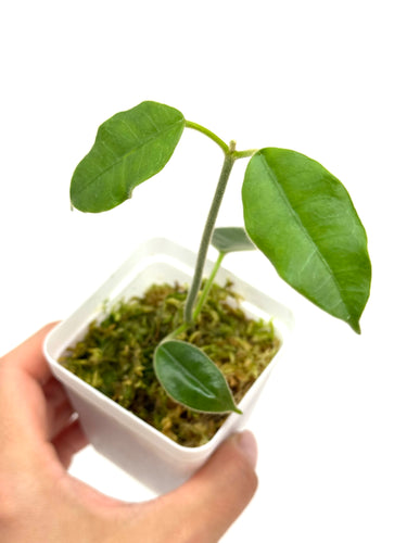Hoya Lauterbachii