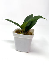 Load image into Gallery viewer, Hoya Scortechinii