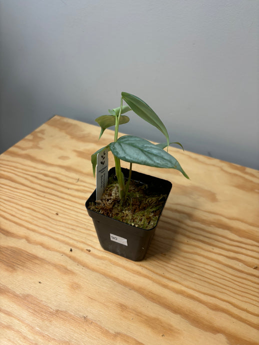 90. Philodendron Sodiroi
