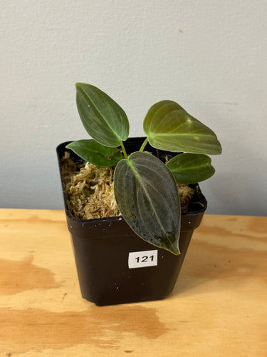 121. Philodendron Glorious