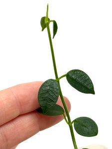 Hoya Lithophytica