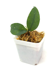 Hoya Ignorata
