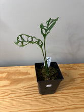 Load image into Gallery viewer, 110. Monstera Obliqua