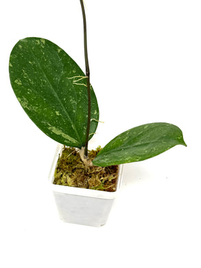 Hoya Michelle Splash
