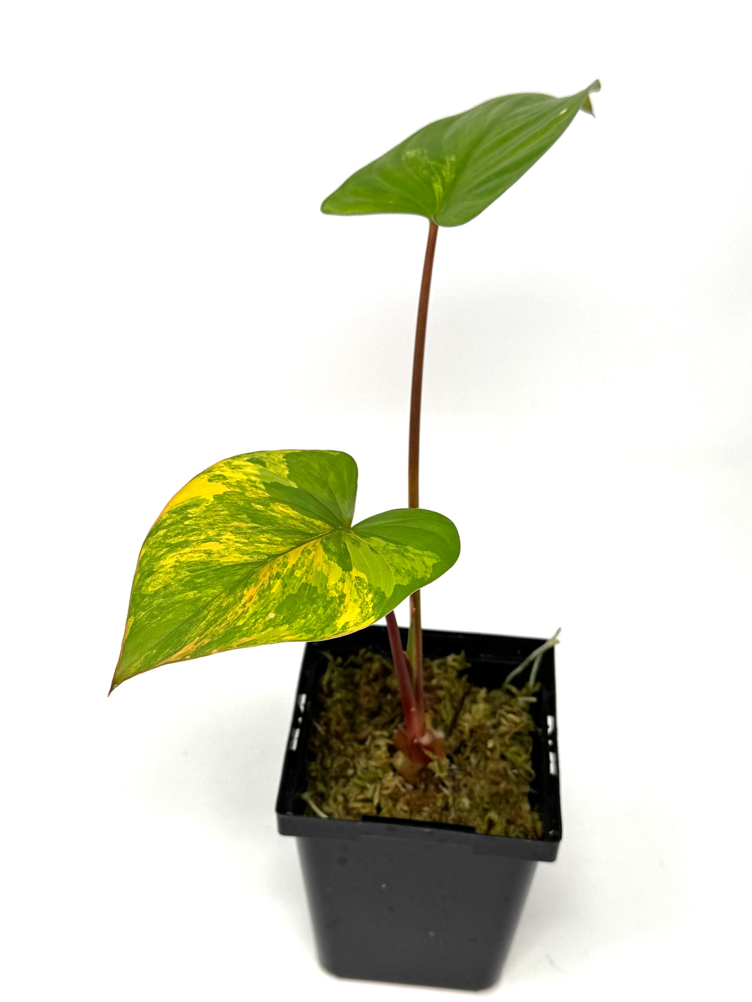 Homalomena Rubescens Variegated B