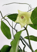 Load image into Gallery viewer, Hoya Sammannaniana