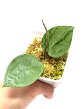 Load image into Gallery viewer, Hoya Verticillata Heart Leaf Silver