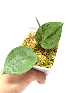 Hoya Verticillata Heart Leaf Silver