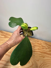 Load image into Gallery viewer, 102. Hoya Kerrii Variegated (inner)